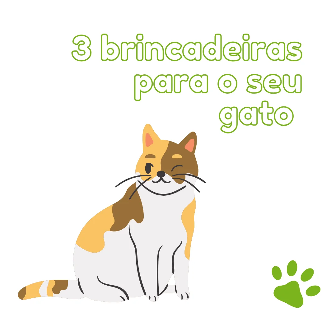 Post: 3 brincadeiras para o seu gato